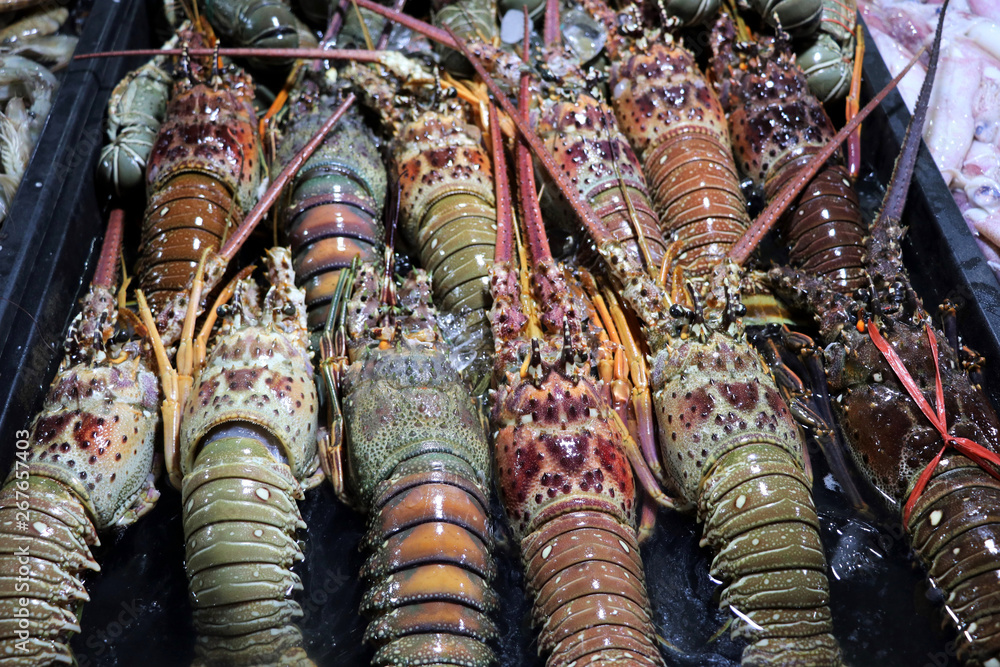 Spiny lobsters (Palinuridae) at the night market - Kota Kinabalu Sabah ...