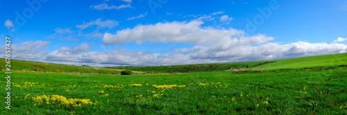 Beautiful panoramic view of large green meadow with wild growing yellow flowers.