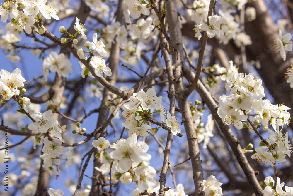 Spring flowers on the tree Spring flowers on the tree