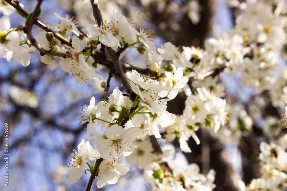Spring flowers on the tree Spring flowers on the tree