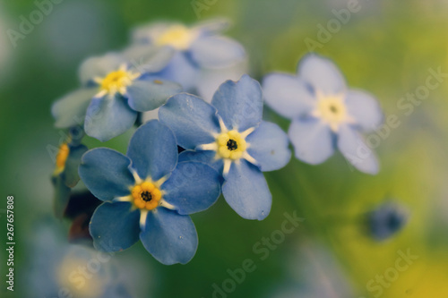 Vergissmeinnicht Blüten, Makro / Nahaufnahme © Aul Zitzke