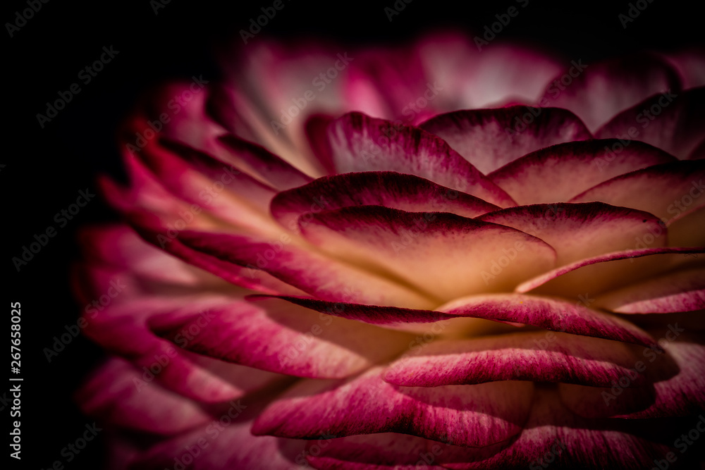 Obraz premium flowerpower