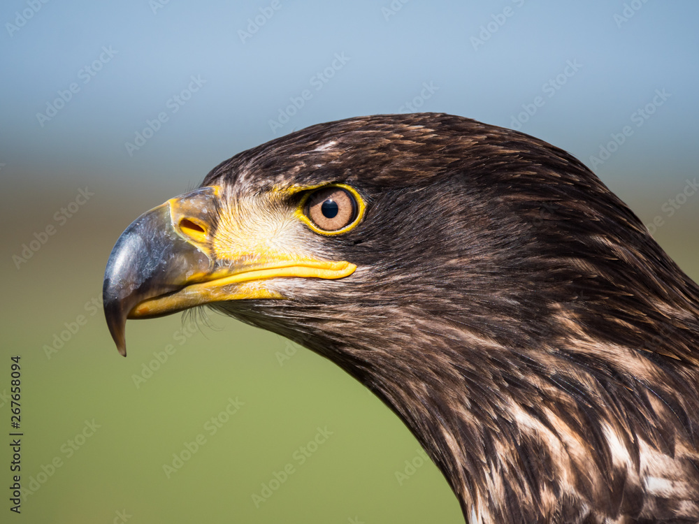 Obraz premium Close-up of an immature American bald eagle