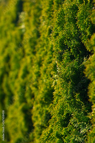 Garden hedge background made of thuja trees