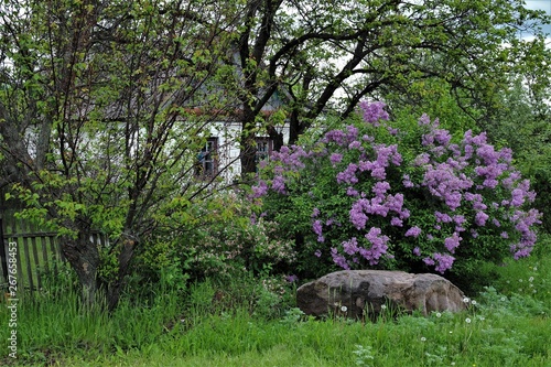 blooming lilac in the village