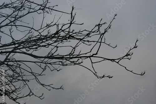 Dark branches