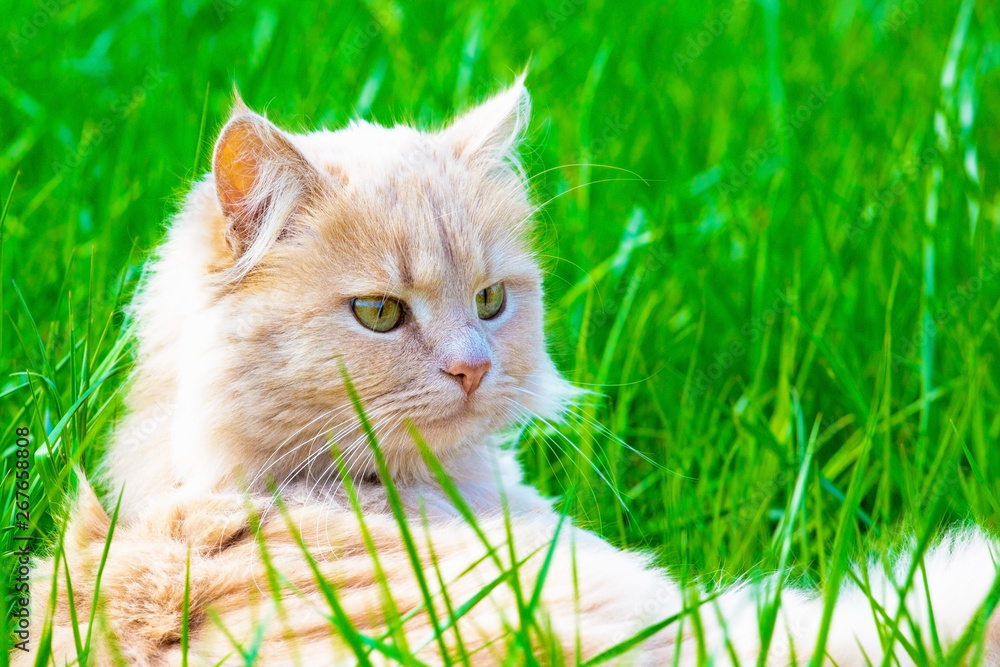 Ginger adult domestic cat sitting in grass and looking to camera Ginger adult domestic cat sitting in grass and looking to camera