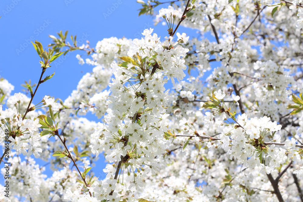 London. City. Kensington Gardens in spring. Apple tree in blossom. Kensington gardens one of the royal residences of british monarchs. London. City. Kensington Gardens in spring. Apple tree in blossom. Kensington gardens one of the royal residences of british monarchs.