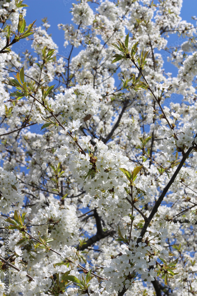 London. City. Kensington Gardens in spring. Apple tree in blossom. Kensington gardens one of the royal residences of british monarchs. London. City. Kensington Gardens in spring. Apple tree in blossom. Kensington gardens one of the royal residences of british monarchs.