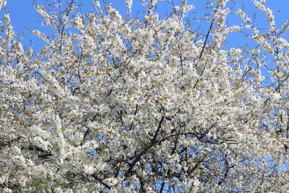 London. City. Kensington Gardens in spring. Apple tree in blossom. Kensington gardens one of the royal residences of british monarchs. London. City. Kensington Gardens in spring. Apple tree in blossom. Kensington gardens one of the royal residences of british monarchs.