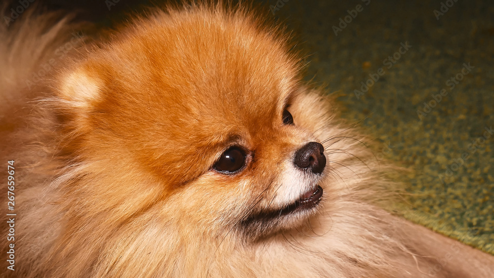 Pomeranian dog. Fluffy spitz puppy looking into the corner of the frame. Portrait of a fluffy dog in the home. 