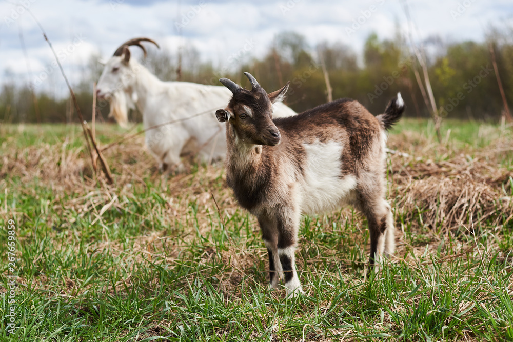 Obraz premium Small goat on the farm.