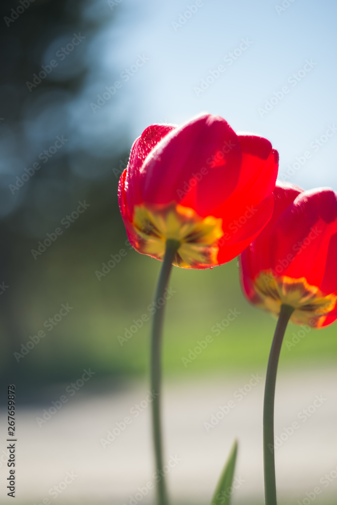 Fototapeta premium czerwone i żółte tulipany