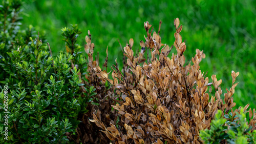 Принти на полотні The twigs and leaves of boxwood turn yellow because of the sucking damage