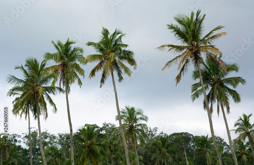 Palm trees in front of cloudy skies at Ilhabela island, Brazil