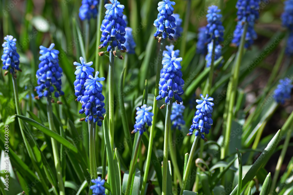 Blue spring flowers muscari on a green background Blue spring flowers muscari on a green background