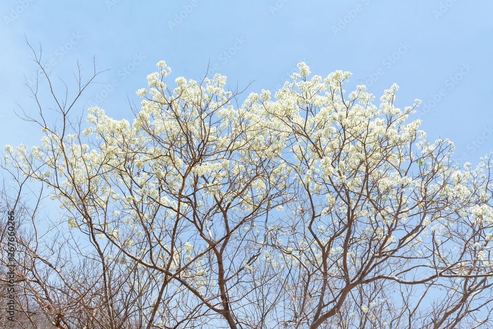 Cazahuate Blanco Cazahuate Blanco