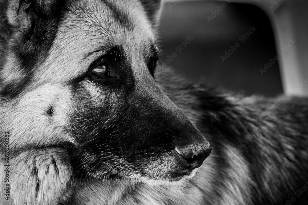 Ταπετσαρία Close-up of german shepherd dog face