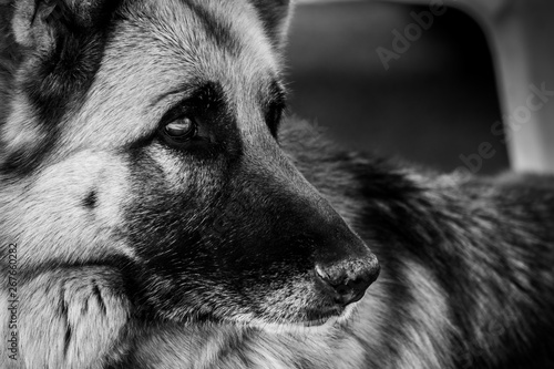 фотографія Close-up of german shepherd dog face
