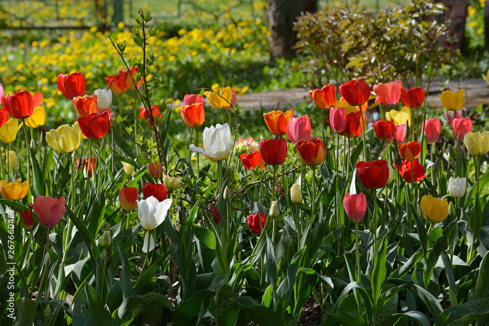Fototapeta premium field of tulips