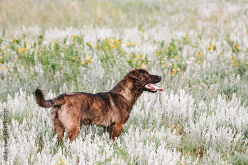 Fototapeta Naklejka Na Ścianę i Meble -  dog running on green grass