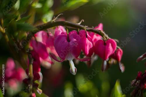 pink flower in garden