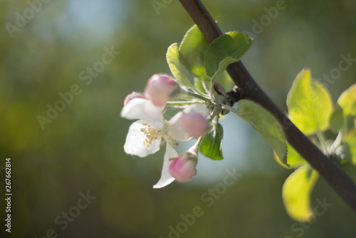 branch of apple tree