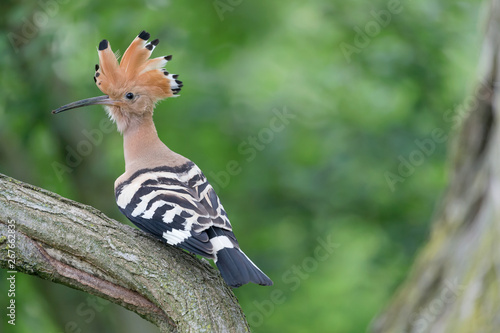 Wonderful portrait of Hoopoe bird (Upupa epops) © manuel
