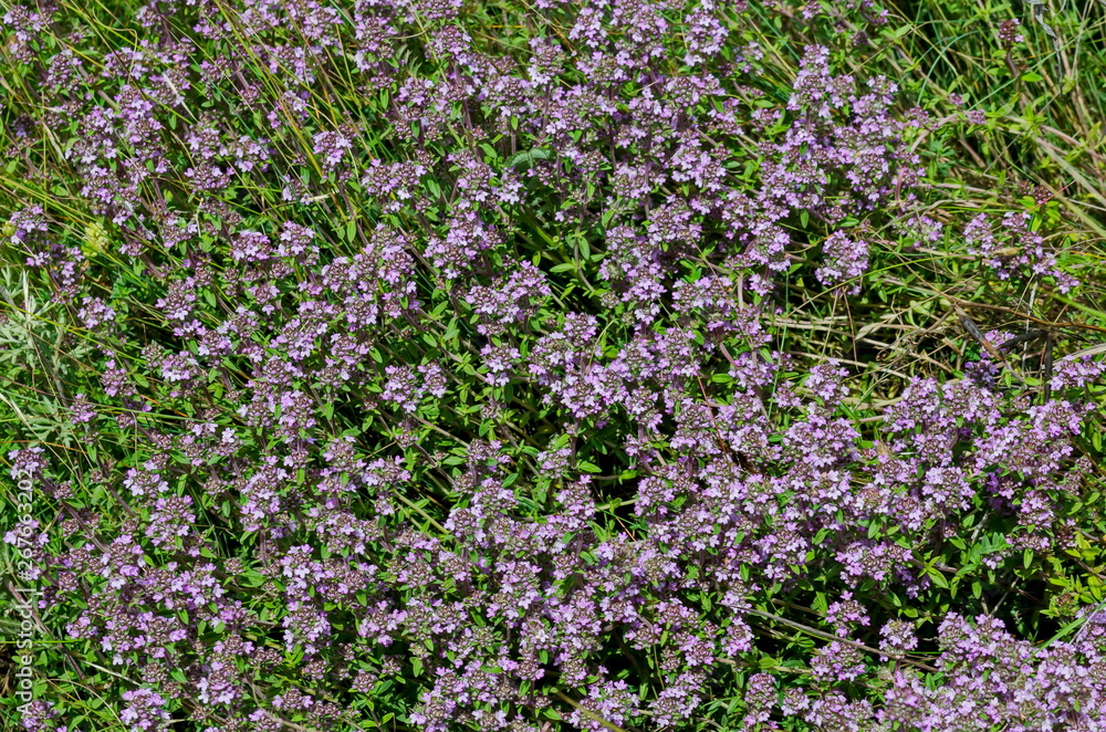 Garden thyme, Thymus serpillorum, Breckland thyme, wild thyme  or creeping thyme blossoming in the field of herbs, Plana mountain, Bulgaria  