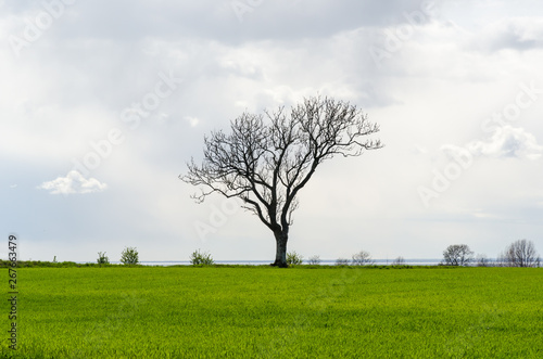 Lone leafless big tree in a green corn field