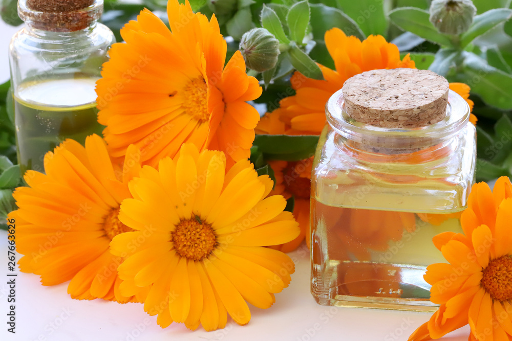 same safa blossom ; Calendula officinalis same safa blossom ; Calendula officinalis