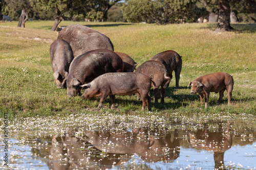 Canvas-taulu Iberian pigs grazing in the countryside