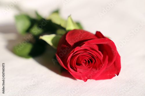 Red rose on a white bed. Concept of romantic love  wedding  celebration