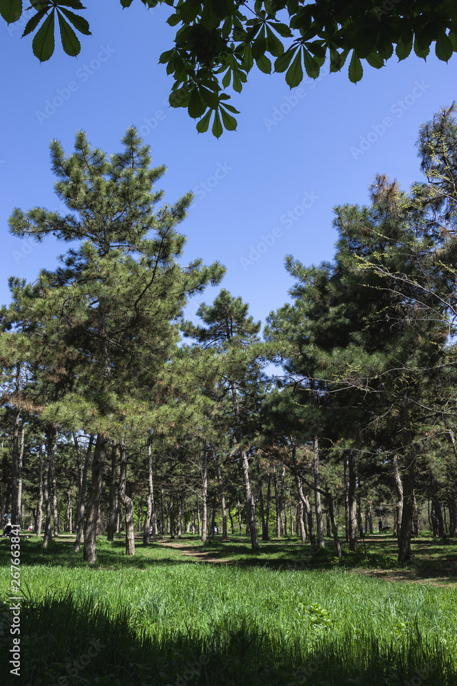 Fototapeta premium trees in the park
