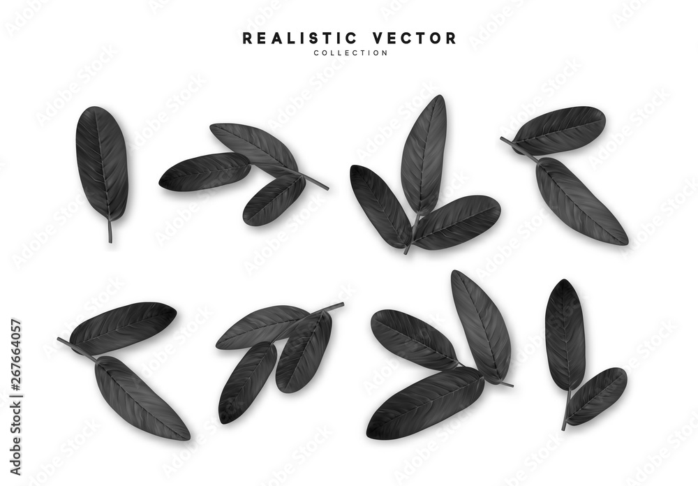 leaves from the tree realistic design elements isolated on white background. Leaf petals leaves from the tree realistic design elements isolated on white background. Leaf petals