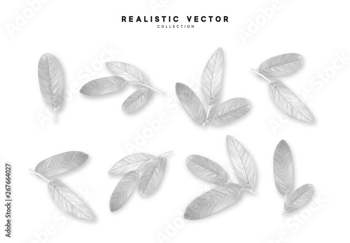 leaves from the tree realistic design elements isolated on white background. Leaf petals