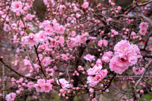 Beautiful cherry blossoms. sakura flowers in japan. © Thanasantipan