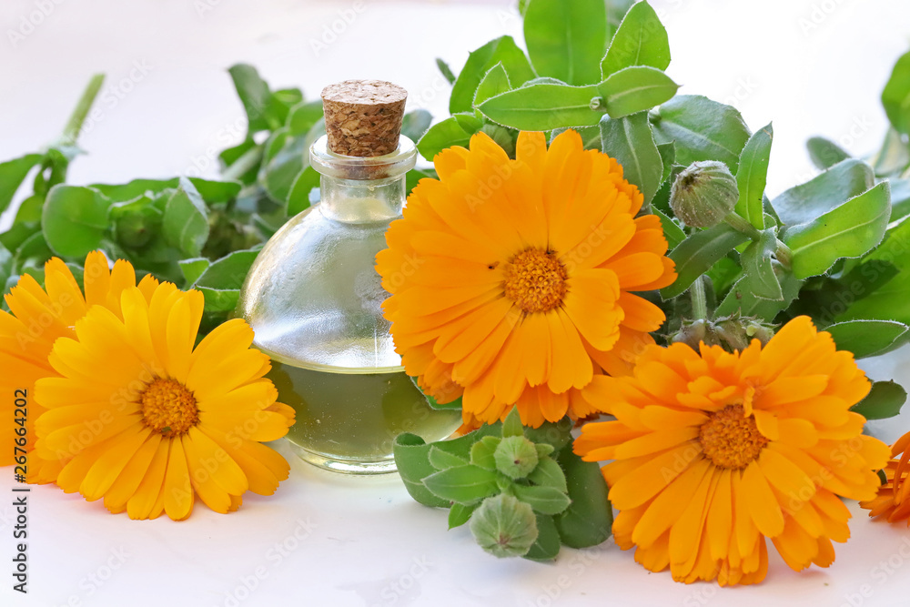 same safa blossom ; Calendula officinalis