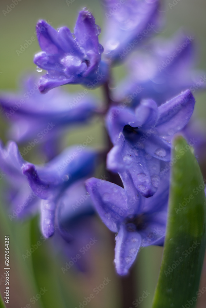 Naklejka premium blue iris in the garden