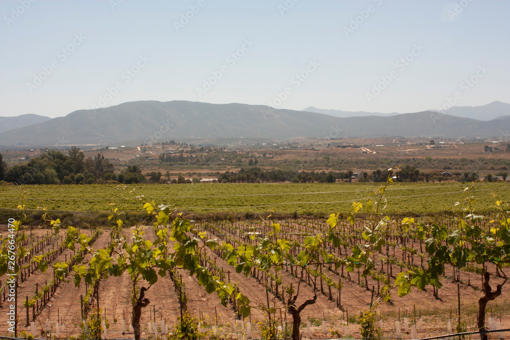 Vineyards protected by a barbed wire fence growing in the mountains of Baja California
