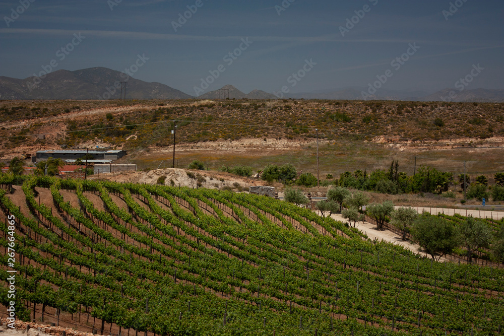 Curved lines that follow the profile of the hill in the mountains planted with grape trees for wine production