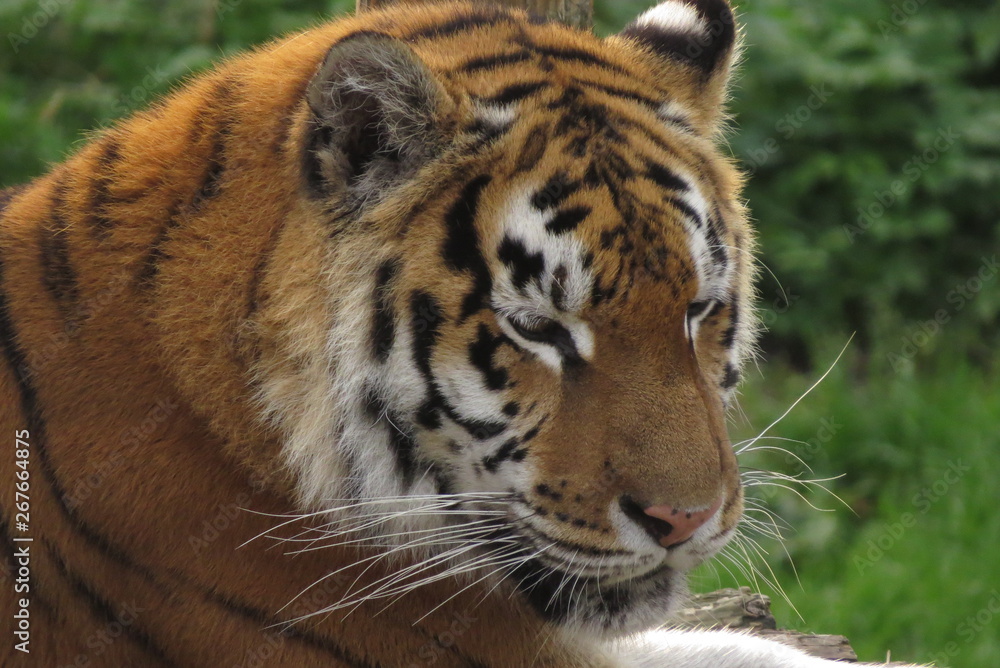 Obraz premium tiger in zoo