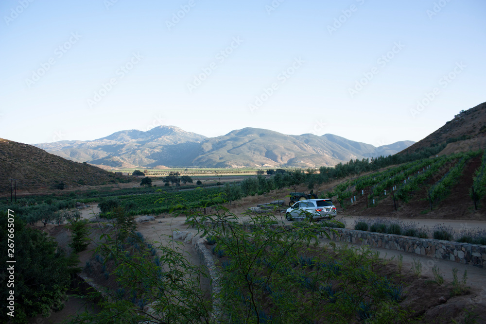 Farmer field vinicola in the mountains of Ensenada Baja California Mexico formations of trees in square