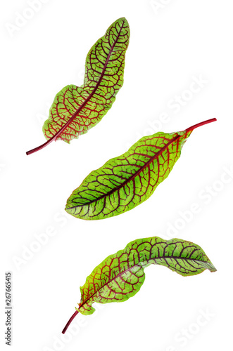 Green leaves for lettuce, spinach, chard, arugula, beet greens on a white isolated background