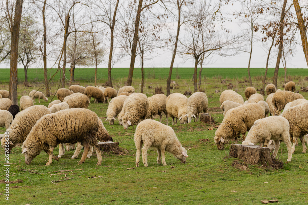 A herd of goats and sheep. Animals graze in the meadow. Mountain pastures of Europe. A herd of goats and sheep. Animals graze in the meadow. Mountain pastures of Europe.