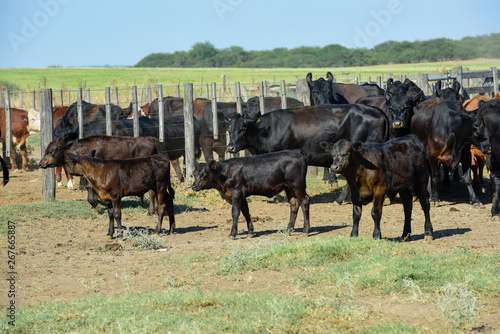 Wallpaper Mural Cows raised with natural grass, Argentine meat production Torontodigital.ca