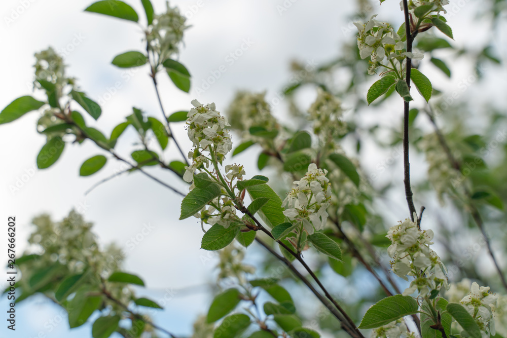 Flowers on an apple tree branch against a blue sky Flowers on an apple tree branch against a blue sky