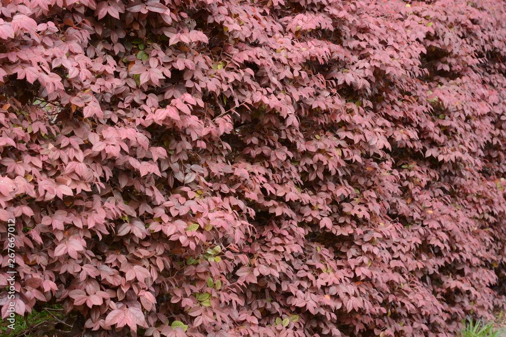Loropetalum chinese var.rubra / Chinese fringe bush Loropetalum chinese var.rubra / Chinese fringe bush