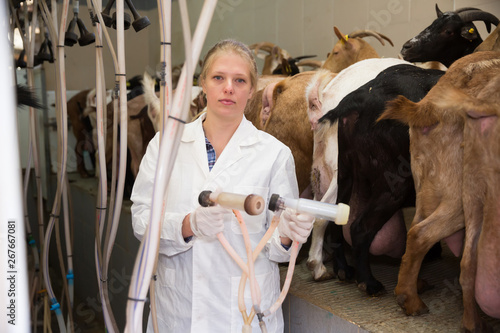 Female farmer preparing equipments for milking of goats