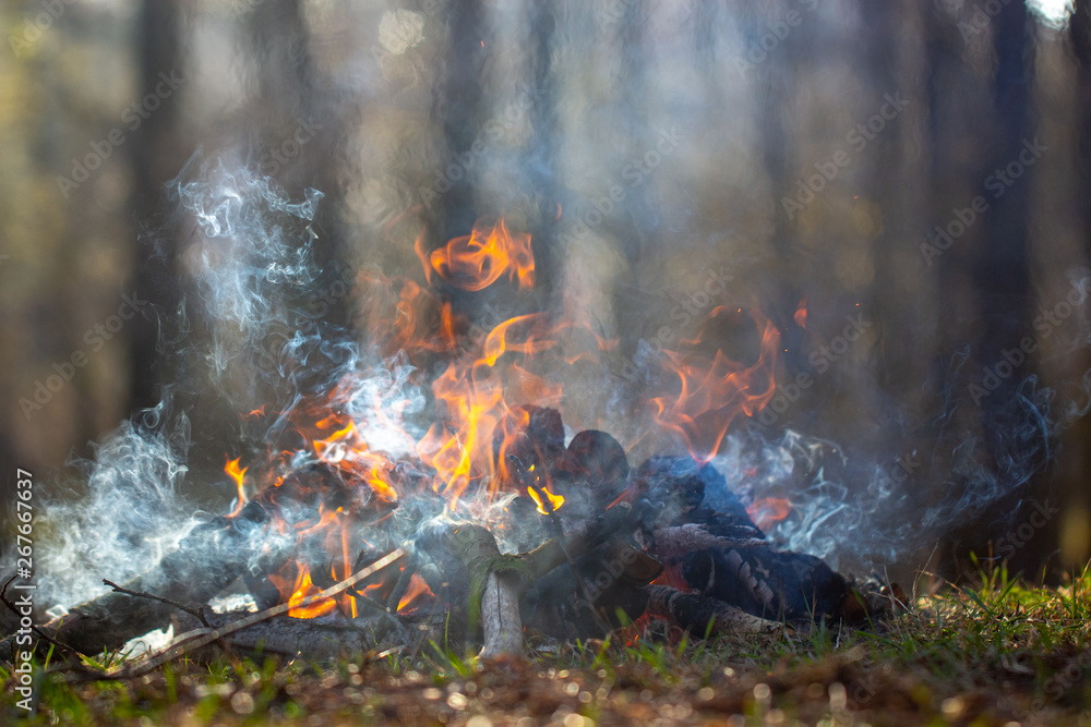 Bonfire in the forest on vacation. Fire hazard